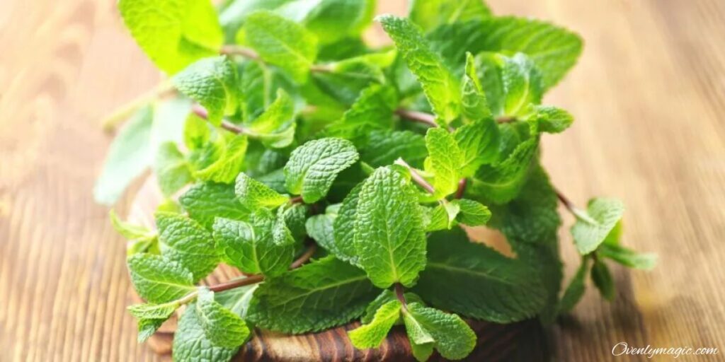 lemon balm recipe for weight loss with fresh leaves and honey